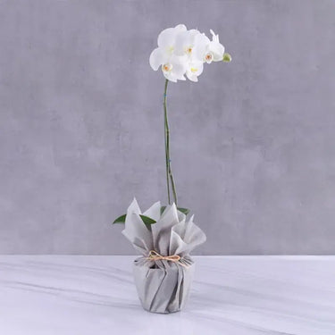 Phalaenopsis Orchid Plant - Single Stem with Grey Wrapping